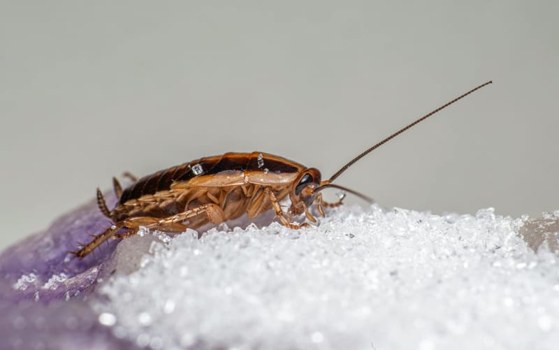 Macro foto cu un gândac de bucătărie pe cristale de zahăr, ilustrație infestare alimente