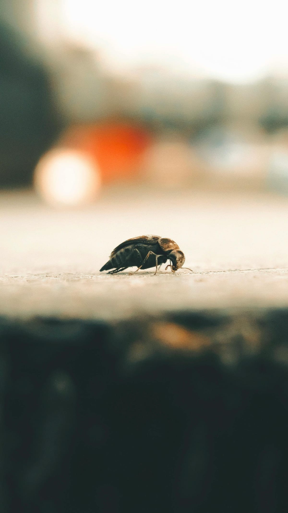 Macro foto cu o ploșniță, ilustrație primele măsuri când o vezi acasă
