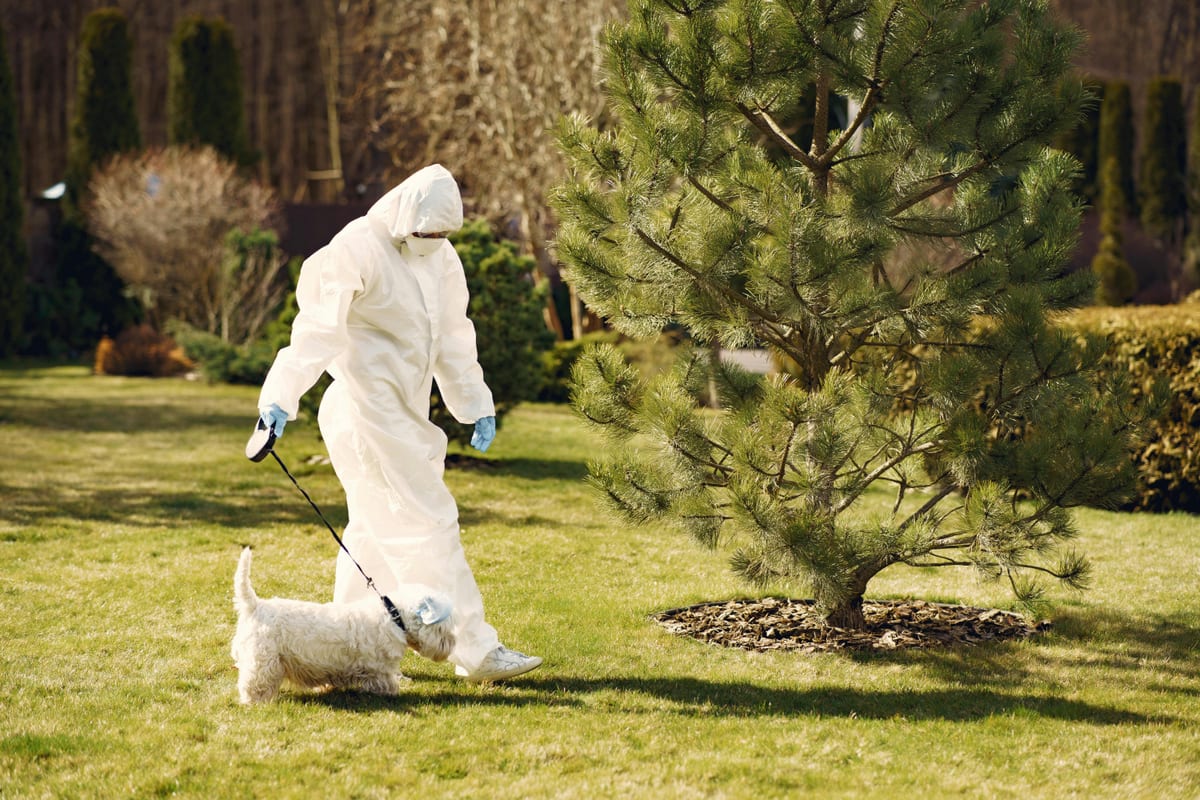Pulverizare insecticid într-o curte cu animal de companie, ilustrație tratament purici